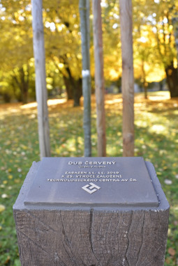 Našemu dubu červenému se dobře daří
